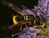 Ancistrocerus sp.